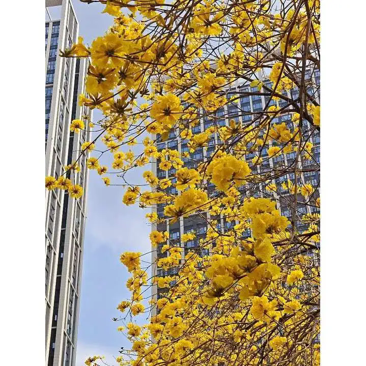 How Does Golden Trumpet Tree Create Stunning Landscapes and Sustainable Green Spaces?