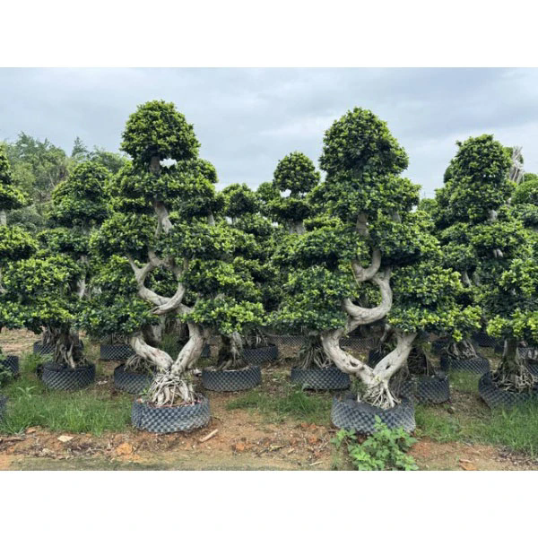 How Does Ficus Microcarpa Improve Indoor and Outdoor Green Spaces?