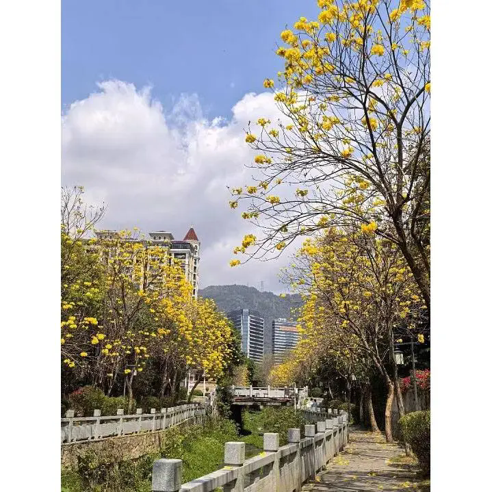 How Can Golden Trumpet Tree Transform Outdoor Landscapes with Brilliant Beauty?