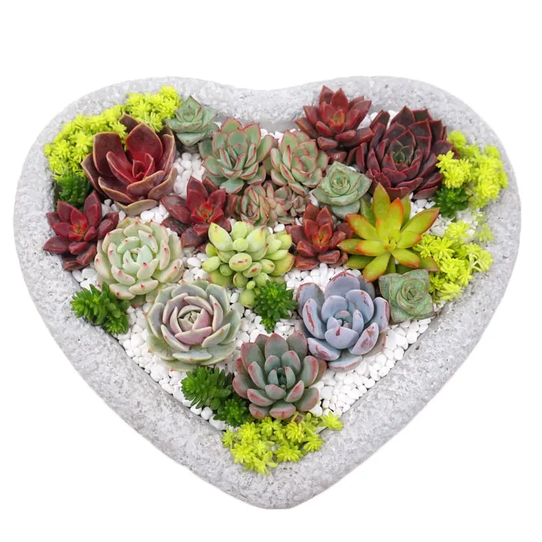 Creative Flower Pot Love Heart Plate Colorful Simple Heart Shaped Meaty Flower Pot