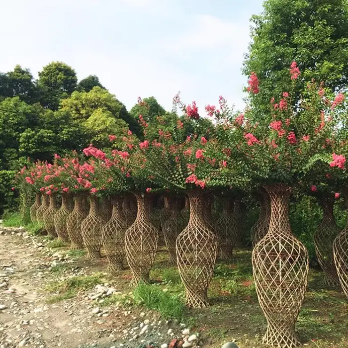 Crape Myrtle Street Trees