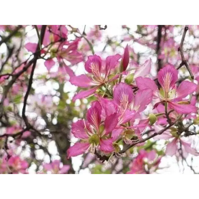 Pink Orchid Street Trees
